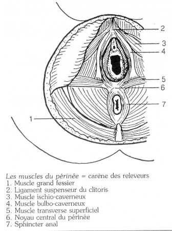 périnée